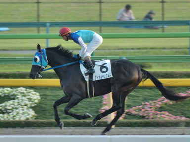 2008/10/11 東京12R