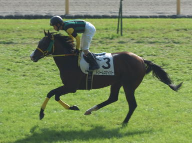 2010/11/28 東京06R