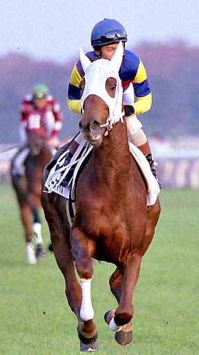 2001/11/17 東京12R