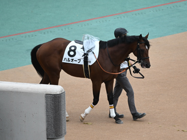 2025/06/14 東京08R