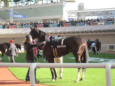 2015/12/20 阪神09R