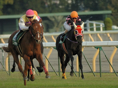 2005/11/19 東京11R