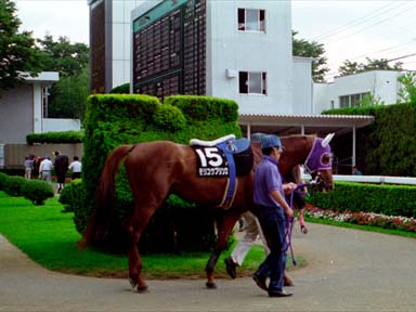 1995/06/25 福島11R