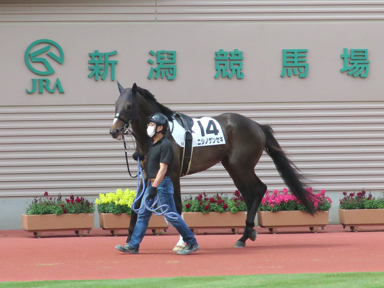2021/05/09 新潟09R