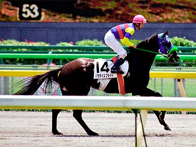 2001/06/03 東京05R