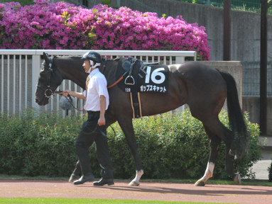 2016/05/14 新潟12R