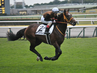 2024/11/10 東京12R