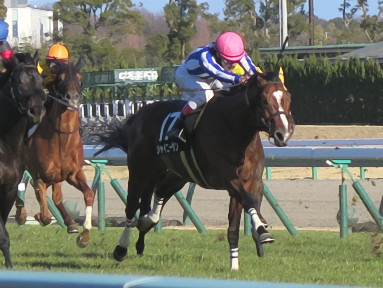 2016/01/16 中京10R