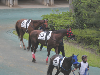 2021/06/20 東京12R