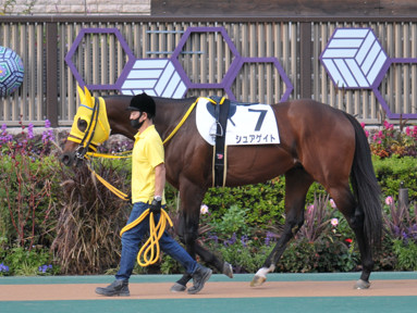2021/11/07 東京12R