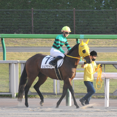 2021/11/07 東京12R