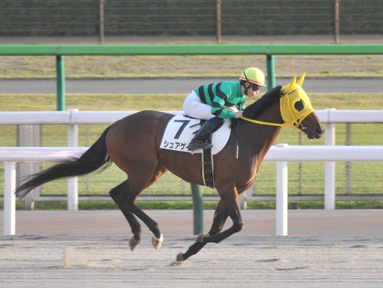 2021/11/07 東京12R