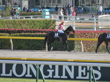 2018/11/24 東京10R
