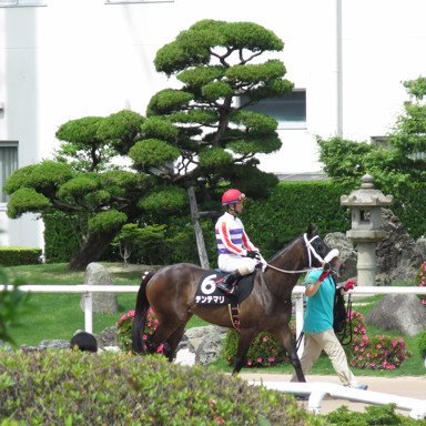 2017/05/27 京都09R