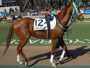 2008/02/11 東京08R