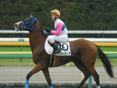 2010/11/14 東京04R