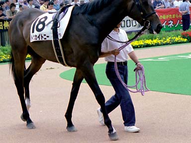 2003/06/08 東京07R