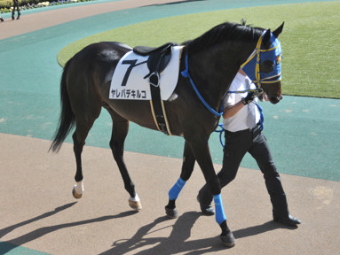 2016/02/14 東京08R