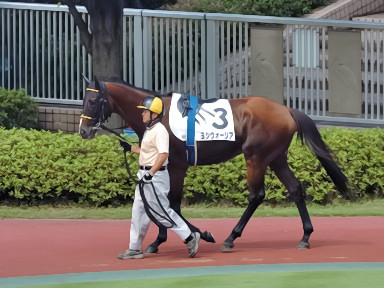 2008/07/26 新潟09R